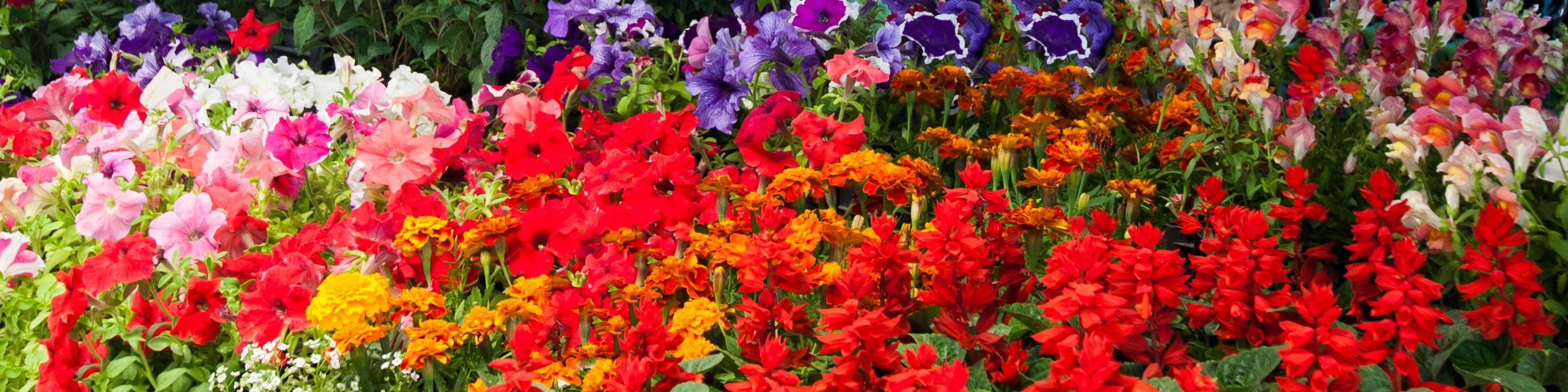 flower-fair